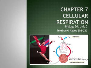 Bio 20 Chapter 7 Cellular Respiration Notes 2011