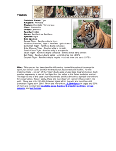 tigers - Big Cat Rescue