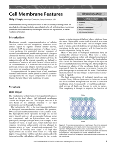 Cell Membrane Features