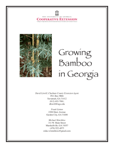 Growing Bamboo in Georgia - Athenaeum@UGA