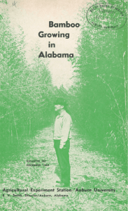 Bamboo Growing in Alabama - AUrora