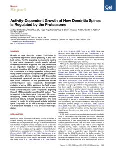 Activity-Dependent Growth of New Dendritic Spines Is Regulated by