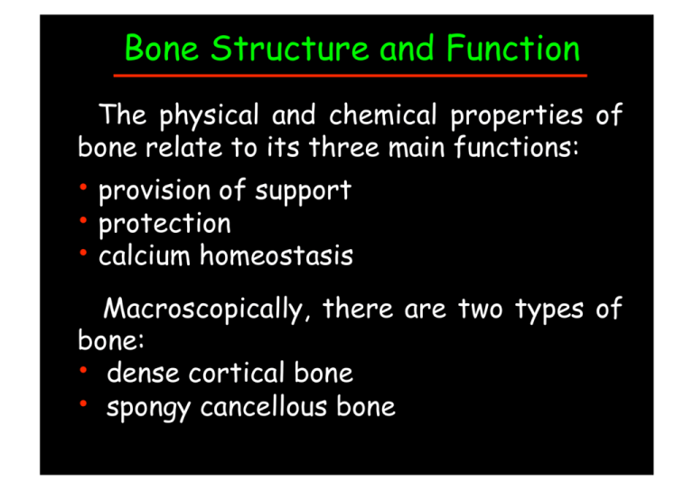 Bone Structure And Function