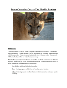Puma Concolor Coryi--The Florida Panther