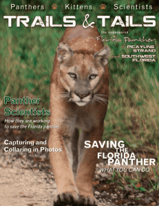 Trails & Tails: the Endangered Florida Panther of Picayune Strand