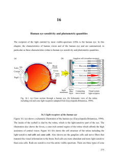 Human eye sensitivity and photometric quantities