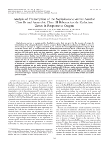 Analysis of Transcription of the Staphylococcus aureus Aerobic