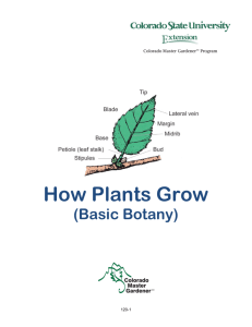 How Plants Grow - Colorado State University Extension