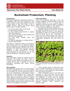 Buckwheat Production: Planting