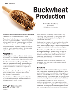 A-687 Buckwheat Production - NDSU Agriculture
