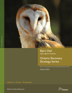 Barn Owl - Government of Ontario