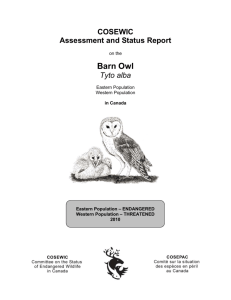 COSEWIC Assessment and Status Report on the Barn Owl Tyto alba