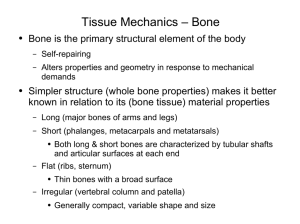 Tissue Mechanics – Bone