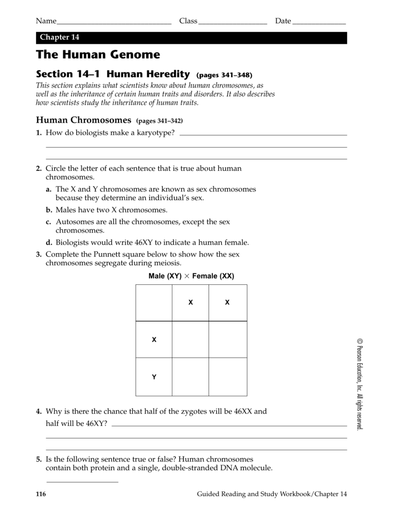 chromosome-worksheet-answer-key-db-excel