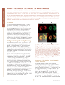 HaloTag™ Technology Cell Imaging and Protein Analysis