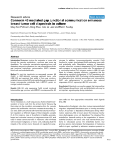 Connexin 43 mediated gap junctional communication enhances
