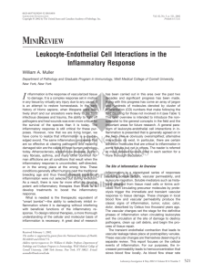 MINIREVIEW Leukocyte-Endothelial Cell Interactions in the