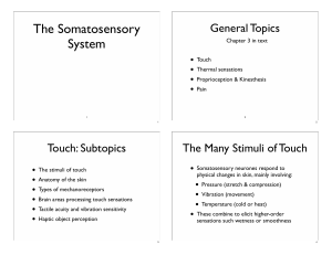 The Somatosensory System