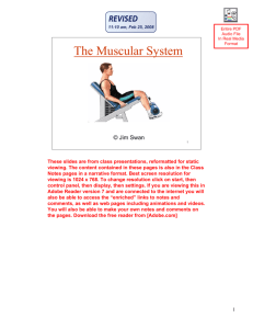 The Muscular System PDF