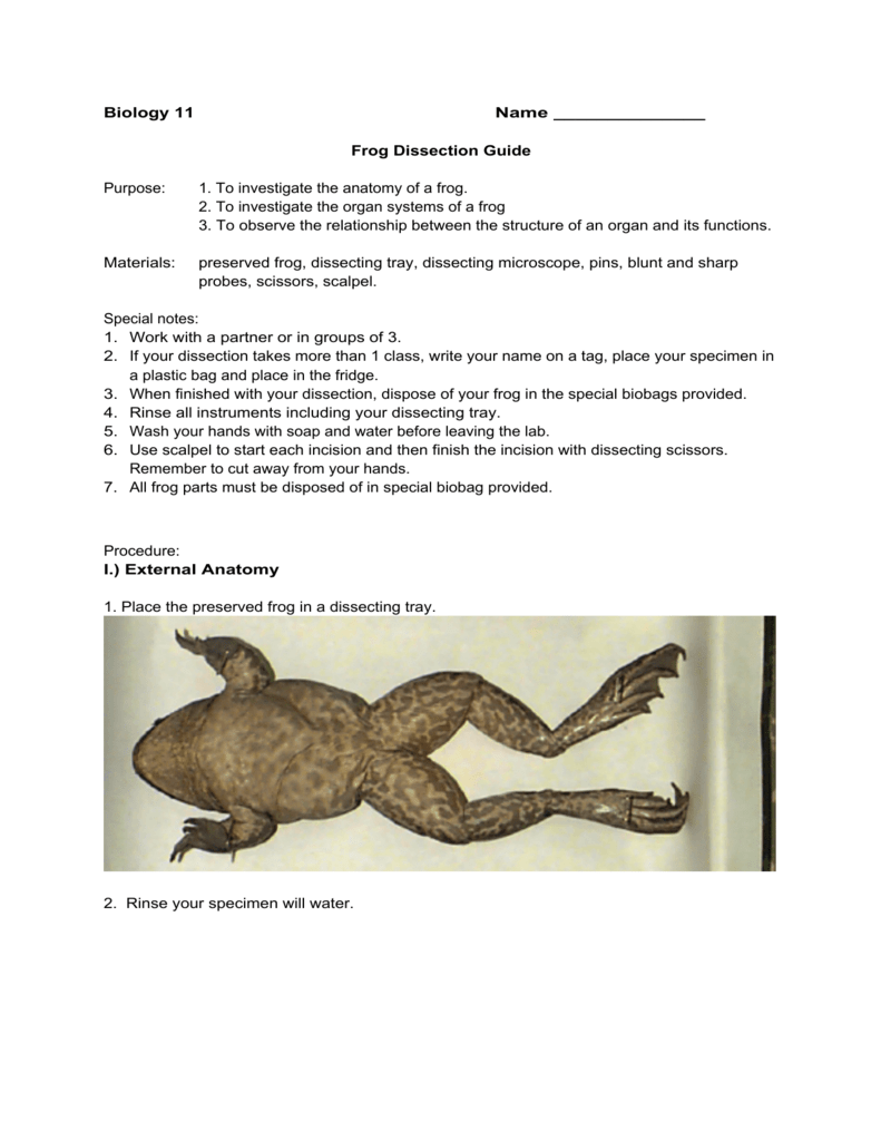 frog dissection guide