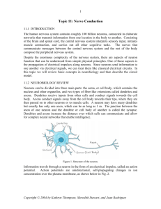 Topic 11: Nerve Conduction