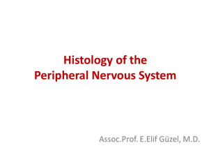 Histology of the Peripheral Nervous System