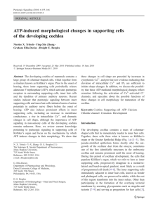 ATP-induced morphological changes in supporting