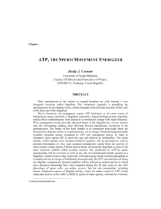 ATP, THE SPERM MOVEMENT ENERGIZER
