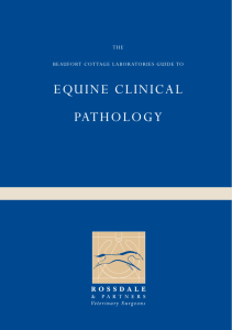 equine clinical pathology