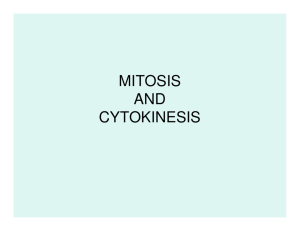 Mitosis - Staff Web Pages