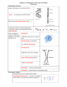 Chapter 6: Chromosomes, Cell Cycle and Mitosis Class Notes