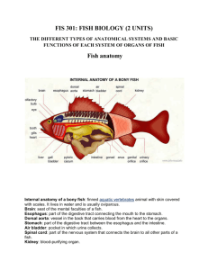 FIS 301: FISH BIOLOGY (2 UNITS) Fish anatomy