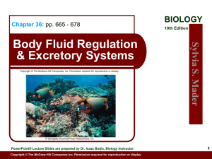 Body Fluid Regulation & Excretory Systems