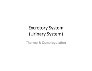 Excretory System (Urinary System)