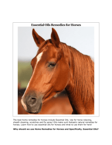 Essential Oils Remedies for Horses