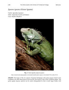 Online Guide to the Animals of Trinidad and Tobago [OGATT