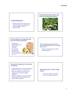 Cellular Respiration