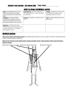 Need to Know Vocabulary Words: Skeletal System
