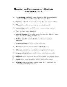 Muscular and Integumentary Systems Vocabulary List 8