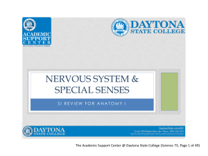 A&P I The Nervous System & Special Senses Lab Final SI