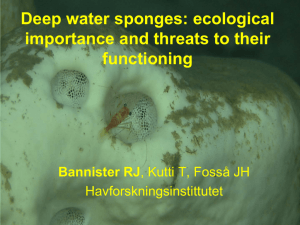 Deep water sponges: ecological importance