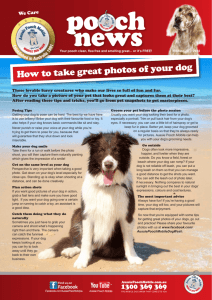 How to take great photos of your dog