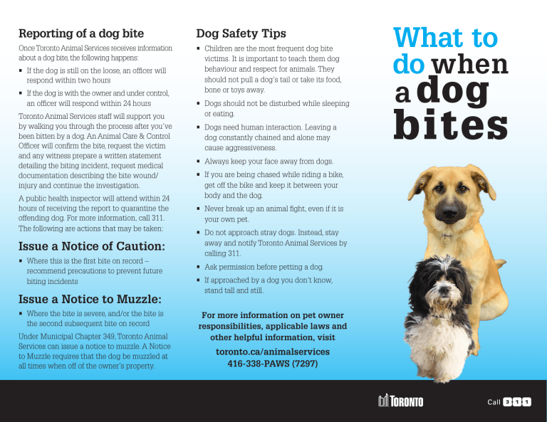 Brochure: What to do when a dog bites