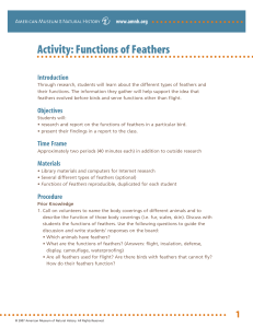 Activity: Functions of Feathers - American Museum of Natural History
