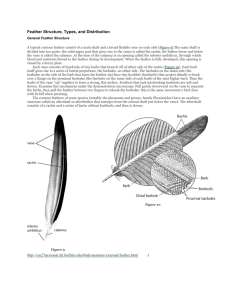 Feather Structure, Types, and Distribution - Tri