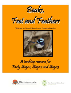 Beaks Feet and Feathers Teaching Resource