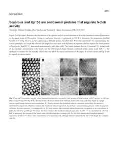 Scabrous and Gp150 are endosomal proteins that