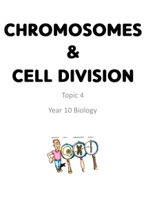 Student notes – Chromosomes and Cell Division