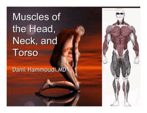 Muscles of the Head, Neck, and Torso