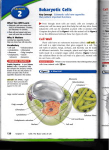 Eukaryotic Cells